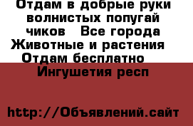 Отдам в добрые руки волнистых попугай.чиков - Все города Животные и растения » Отдам бесплатно   . Ингушетия респ.